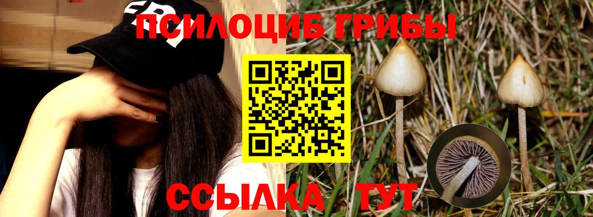 Галлюциногенные грибы Cubensis Нарткала